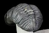 Drotops Trilobite - Excellent Faceted Eyes #76210-4
